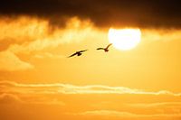 Der Sonne entgegenfliegen