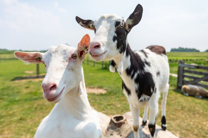 Fien und Fleur, die glücklichen Ziegen von Landerij de Park von Reversepixel Photography