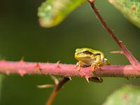 Grenouille arboricole belge