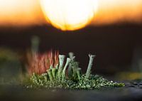 Lichens au soleil couchant