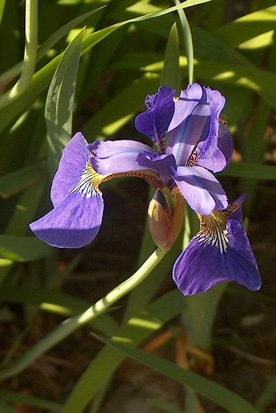 paars von ton langbroek