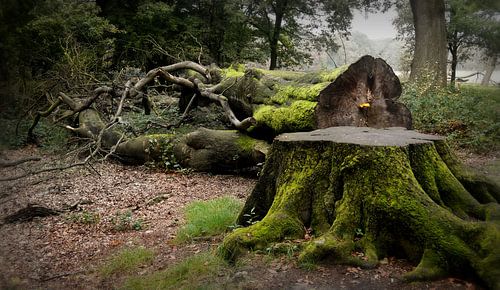 Whispering  Wood von C.A. Maas