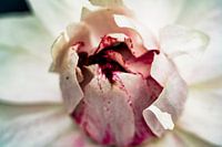 Lila / weiße Lotusblätter aus nächster Nähe im amazonischen Dschungel Perus