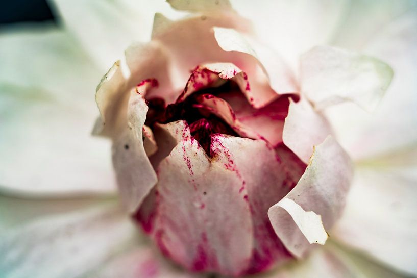 Lila / weiße Lotusblätter aus nächster Nähe im amazonischen Dschungel Perus von John Ozguc