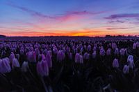 Champ de tulipes au coucher du soleil