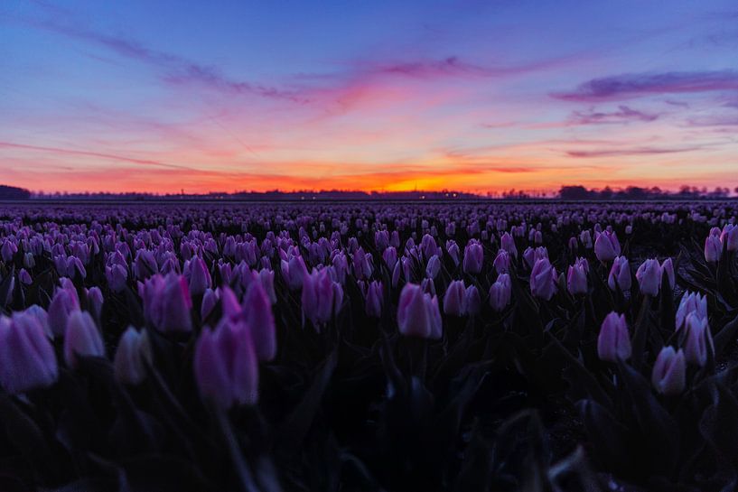 Champ de tulipes au coucher du soleil par Rina Kommer