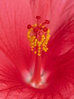Hibiskus