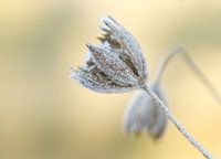 eenzaamheid in de winter