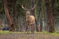 Majestätischer Rothirsch in waldreicher Umgebung
