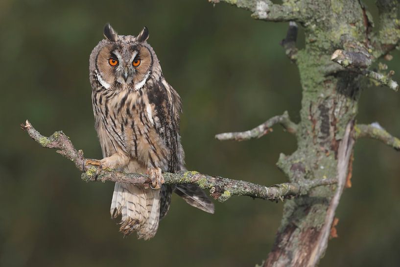 Waldohreule (Asio otus) von Ronald Pol