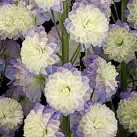 Delphinium