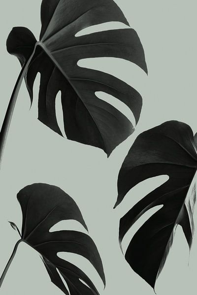 Monstera Teal 05 by Pictufy Studio III