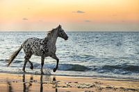 Appaloosa horse trotting on beach