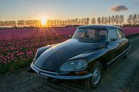 Lemon DS (pike) at tulip field