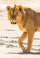 Lion on a salt pan