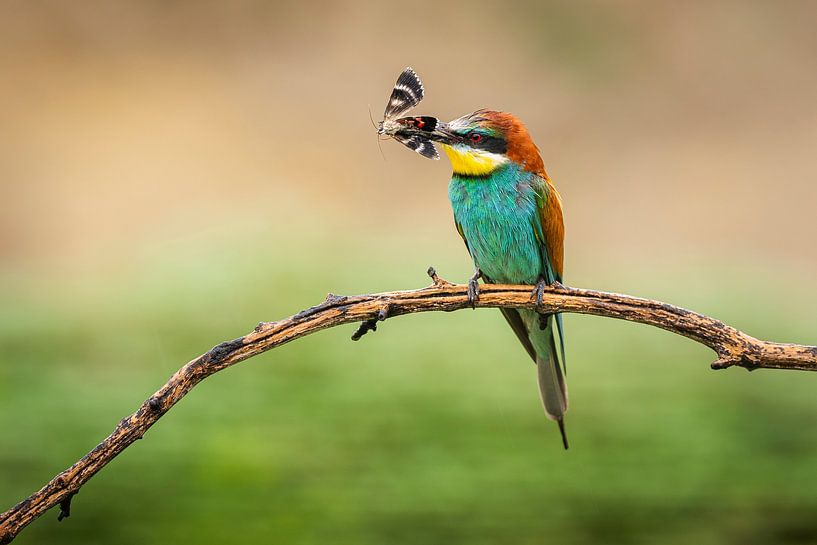Bee-eater with prey by Olaf Karwisch