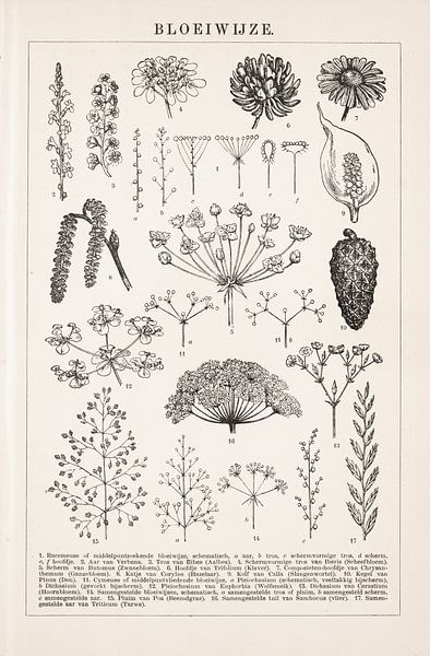 Botanical print Inflorescence by Studio Wunderkammer