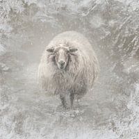 Des moutons dans le froid glacial.