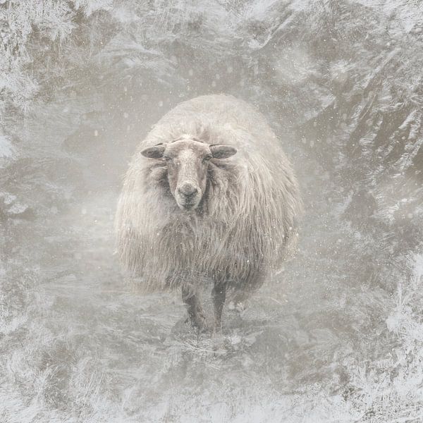 Des moutons dans le froid glacial. par Alie Ekkelenkamp