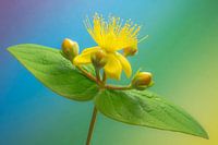 Hersthooi close-up 2