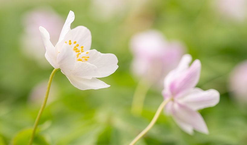 Die Frühlingszeit von Loris Photography
