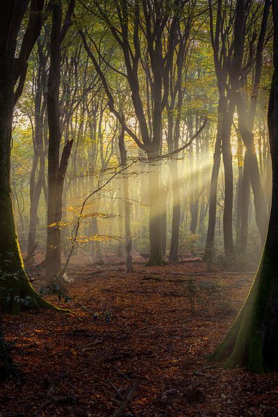 Sunrays I van Rogier Kwikkers