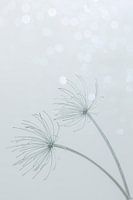 Schoonheid van de natuur 8