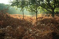 Een magische zondagmorgen..