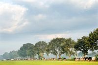 Cows on their way to pasture in the Noardlike Fryske Walden in Friesland.