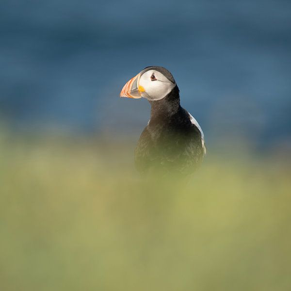Puffin by Elles Rijsdijk