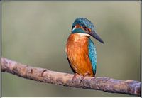 Ijsvogel aan het staren