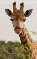 Portret van giraffe
