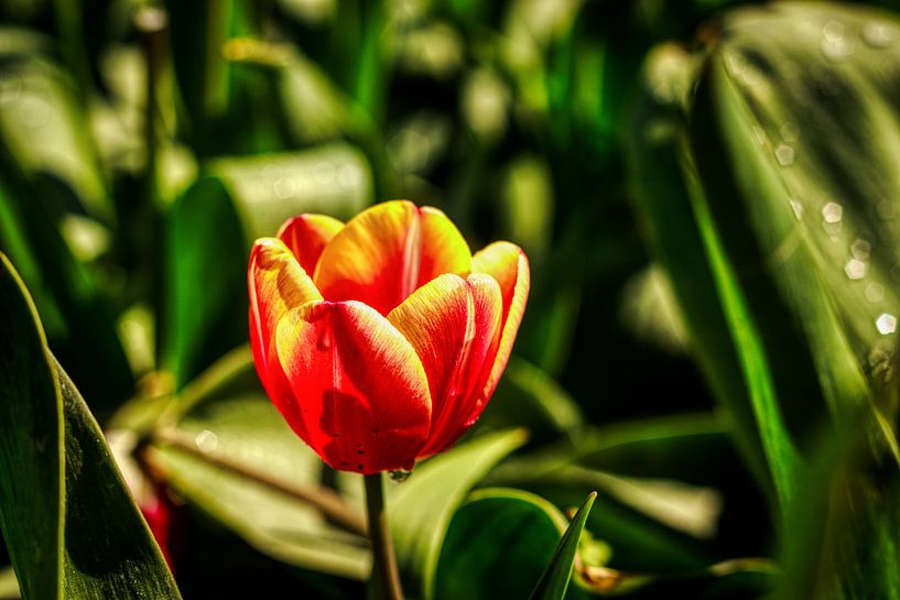 Tulipes sauvages sur la Veluwe par Liberty Biesma