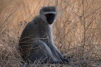 Faded Monkey Kruger Park