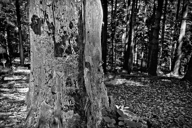 Morscher Baum von Leopold Brix