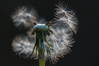 Peluche de pissenlit