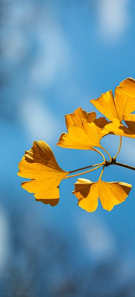 Blau &amp; Gelb von Werner Reins