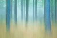 Abstrakte Darstellung nebliger Kiefernwald
