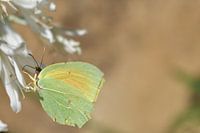 Gelber Schmetterling auf weißer Blume