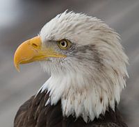 Amerikaanse Zeearend / Arend / Eagle