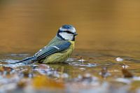 Blue Tit