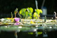 Nénuphar rose au Jardin botanique de Fribourg