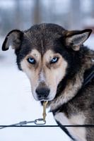 Blauäugiger Husky in Finnisch-Lappland