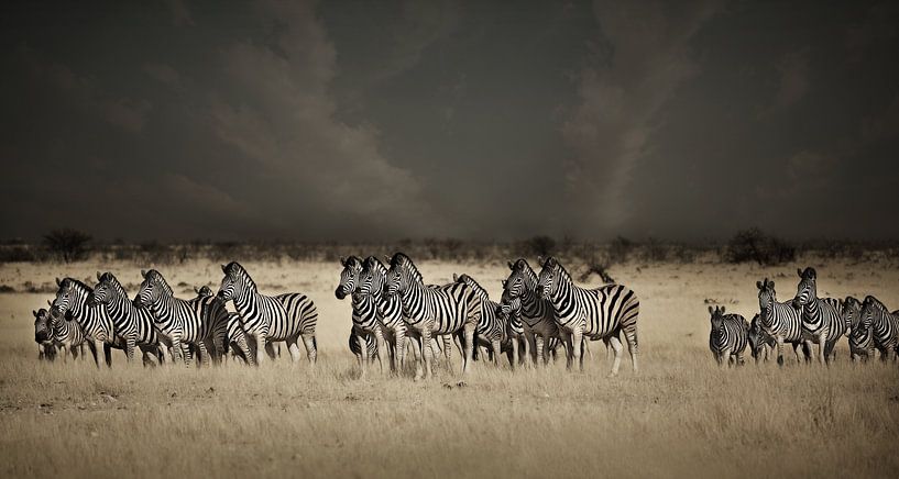 Zebras unter dem Sturm von Catalina Morales Gonzalez