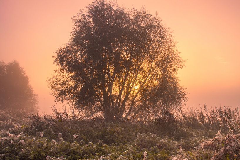 Misty sunrise with beautiful pastel colors by Rick van de Kraats