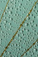 Abstrakte Nahaufnahme aus der Natur