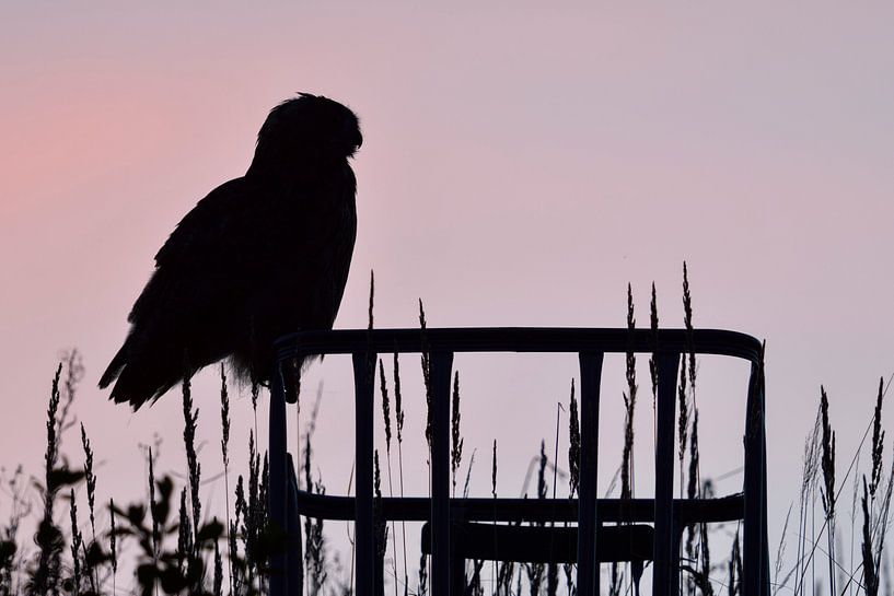 Europaeischer Uhu ( Bubo bubo ), typische Silhouette, Scherenschnitt im zarten Abendlicht von wunderbare Erde