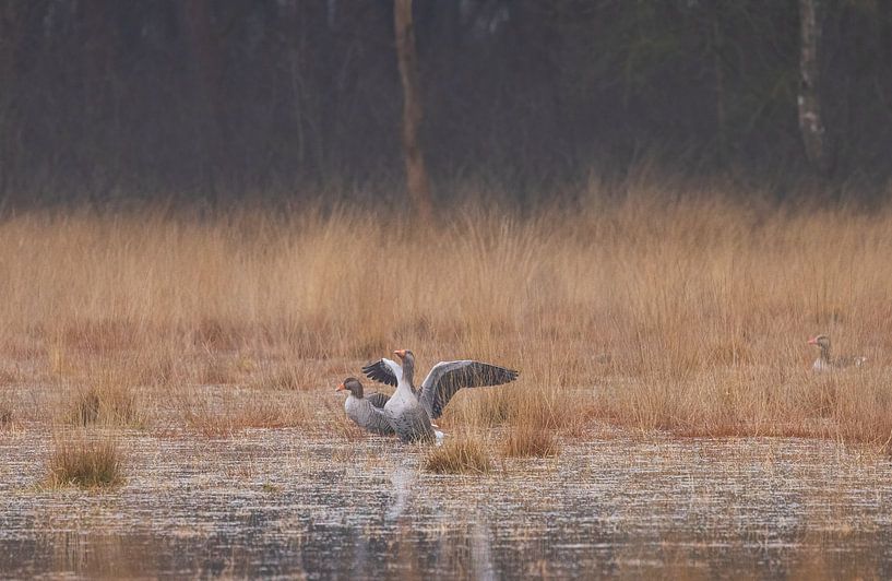 Gänse auf dem Dwingelderveld (Niederlande) von Marcel Kerdijk