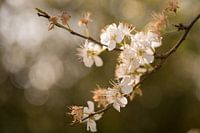 Blüte - "Wunderbar verwildert"