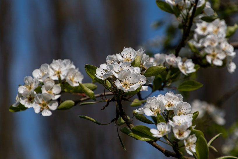 Fleur blanche par Ingrid Aanen